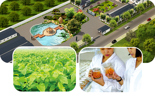 河南金家源蟲(chóng)草生物科技有限公司